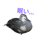 可愛い野鳥（個別スタンプ：5）