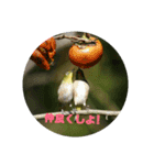 可愛い野鳥（個別スタンプ：6）