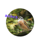 可愛い野鳥（個別スタンプ：7）