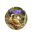 可愛い野鳥（個別スタンプ：8）