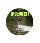 可愛い野鳥（個別スタンプ：9）