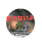 可愛い野鳥（個別スタンプ：12）