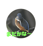 可愛い野鳥（個別スタンプ：16）