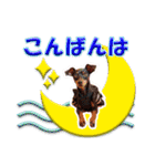 ミニチュアピンシャーの日常会話 Part4（個別スタンプ：3）