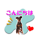 ミニチュアピンシャーの日常会話 Part4（個別スタンプ：5）