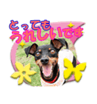 ミニチュアピンシャーの日常会話 Part4（個別スタンプ：10）