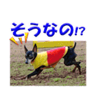ミニチュアピンシャーの日常会話 Part4（個別スタンプ：12）