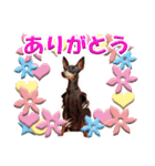 ミニチュアピンシャーの日常会話 Part4（個別スタンプ：14）