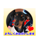 ミニチュアピンシャーの日常会話 Part4（個別スタンプ：15）