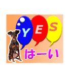 ミニチュアピンシャーの日常会話 Part4（個別スタンプ：16）