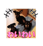 ミニチュアピンシャーの日常会話 Part4（個別スタンプ：17）