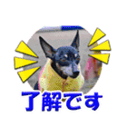 ミニチュアピンシャーの日常会話 Part4（個別スタンプ：21）