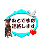 ミニチュアピンシャーの日常会話 Part4（個別スタンプ：27）