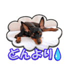 ミニチュアピンシャーの日常会話 Part4（個別スタンプ：29）