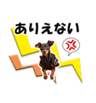 ミニチュアピンシャーの日常会話 Part4（個別スタンプ：30）