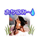 ミニチュアピンシャーの日常会話 Part4（個別スタンプ：31）
