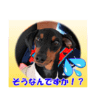 ミニチュアピンシャーの日常会話 Part4（個別スタンプ：32）