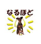 ミニチュアピンシャーの日常会話 Part4（個別スタンプ：33）