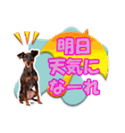 ミニチュアピンシャーの日常会話 Part4（個別スタンプ：37）