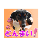 ミニチュアピンシャーの日常会話 Part4（個別スタンプ：38）