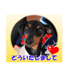 ミニチュアピンシャーの日常会話 Part4（個別スタンプ：39）