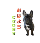 フレブル幸太郎（個別スタンプ：2）