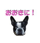 フレブル幸太郎（個別スタンプ：6）
