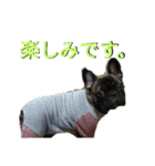 フレブル幸太郎（個別スタンプ：19）