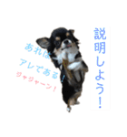 アレで会話する チンチョコ お買い得40個（個別スタンプ：2）