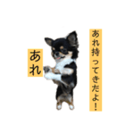 アレで会話する チンチョコ お買い得40個（個別スタンプ：7）