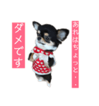アレで会話する チンチョコ お買い得40個（個別スタンプ：10）