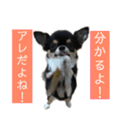 アレで会話する チンチョコ お買い得40個（個別スタンプ：13）
