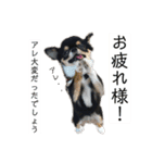 アレで会話する チンチョコ お買い得40個（個別スタンプ：16）