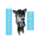 アレで会話する チンチョコ お買い得40個（個別スタンプ：18）