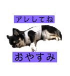 アレで会話する チンチョコ お買い得40個（個別スタンプ：20）