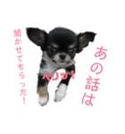 アレで会話する チンチョコ お買い得40個（個別スタンプ：22）