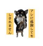 アレで会話する チンチョコ お買い得40個（個別スタンプ：30）