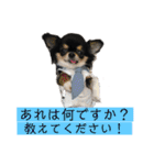 アレで会話する チンチョコ お買い得40個（個別スタンプ：35）