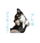 アレで会話する チンチョコ お買い得40個（個別スタンプ：36）