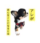 アレで会話する チンチョコ お買い得40個（個別スタンプ：38）