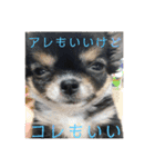アレで会話する チンチョコ お買い得40個（個別スタンプ：40）