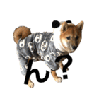 柴犬、はなちゃんスタンプ（個別スタンプ：1）
