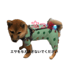 柴犬、はなちゃんスタンプ（個別スタンプ：3）