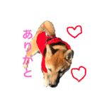 柴犬、はなちゃんスタンプ（個別スタンプ：4）