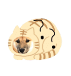 柴犬、はなちゃんスタンプ（個別スタンプ：6）