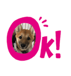 柴犬、はなちゃんスタンプ（個別スタンプ：7）
