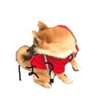 柴犬、はなちゃんスタンプ（個別スタンプ：10）
