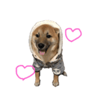 柴犬、はなちゃんスタンプ（個別スタンプ：11）
