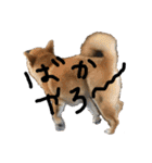柴犬、はなちゃんスタンプ（個別スタンプ：13）
