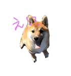 柴犬、はなちゃんスタンプ（個別スタンプ：14）
